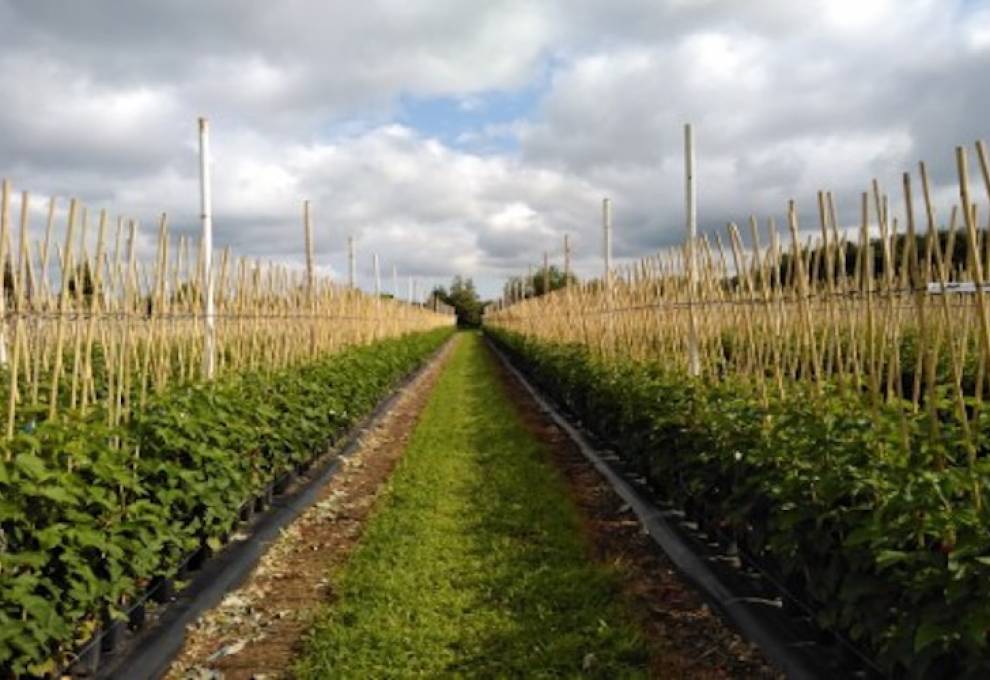 Vineland innovation team working on longcane raspberries The Grower